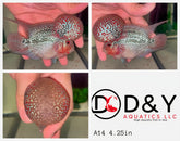 1 Male  A14 4.25in - Live Super Red Dragon Flowerhorn Fish - Big KOK USA Stock